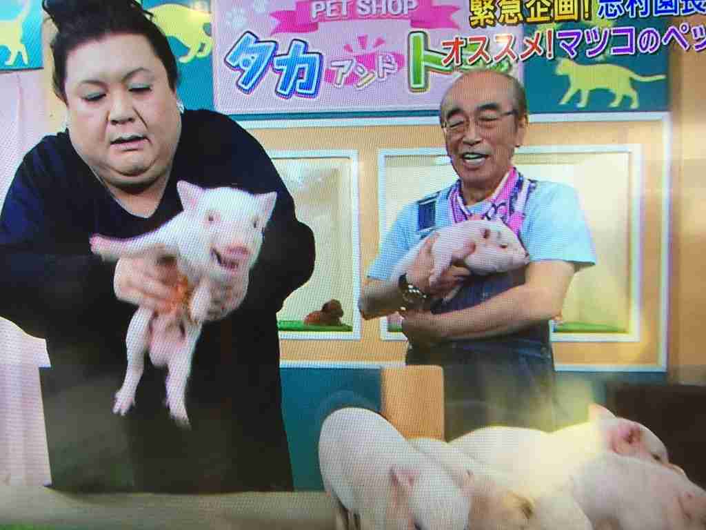 芸能人と動物の写真
