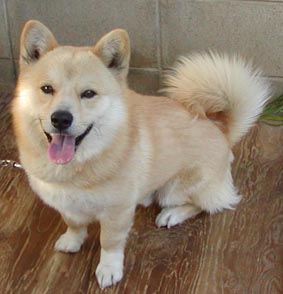 『画像』ミックス犬が見たい
