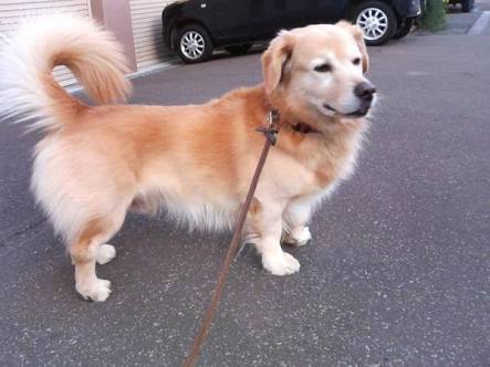 『画像』ミックス犬が見たい