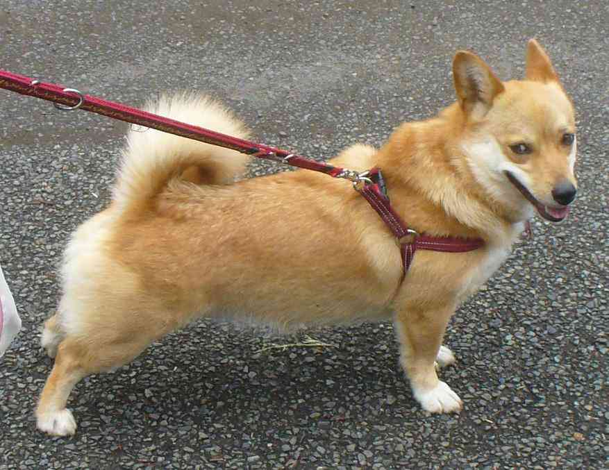 『画像』ミックス犬が見たい