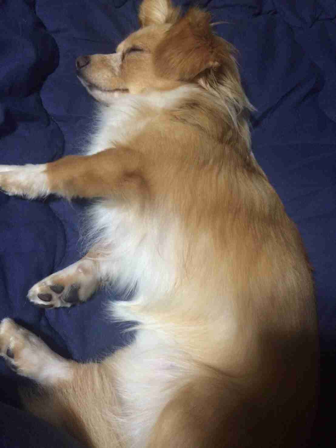 『画像』ミックス犬が見たい