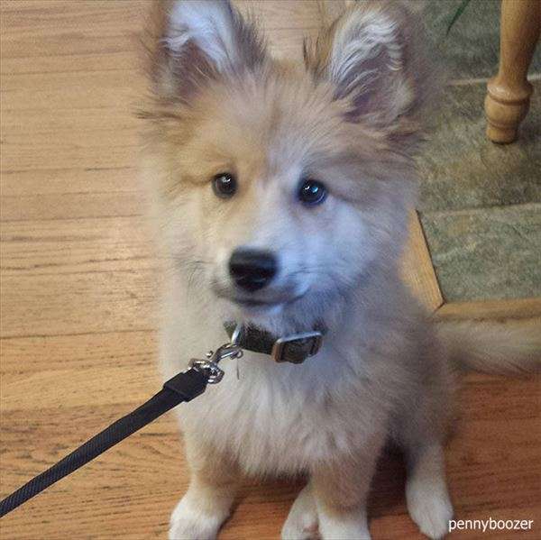 『画像』ミックス犬が見たい