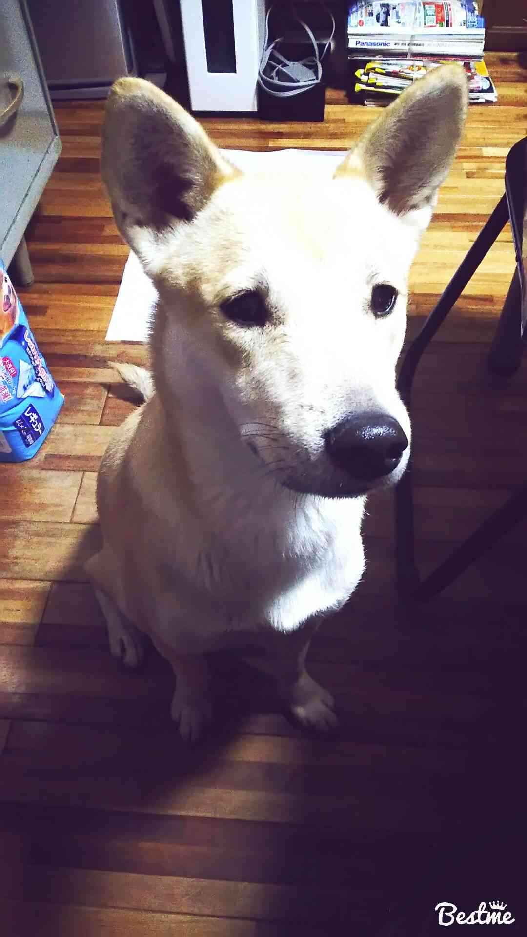 『画像』ミックス犬が見たい