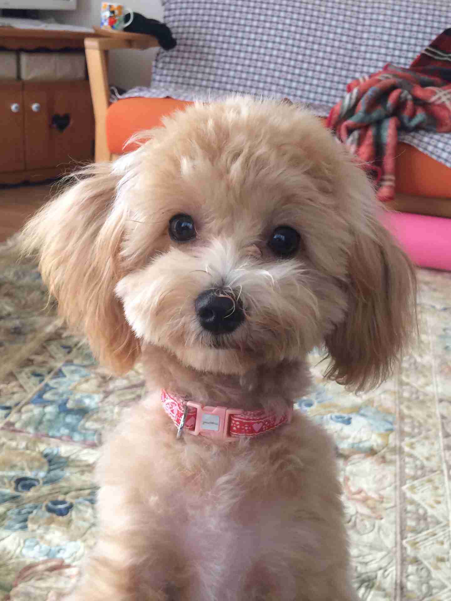 『画像』ミックス犬が見たい