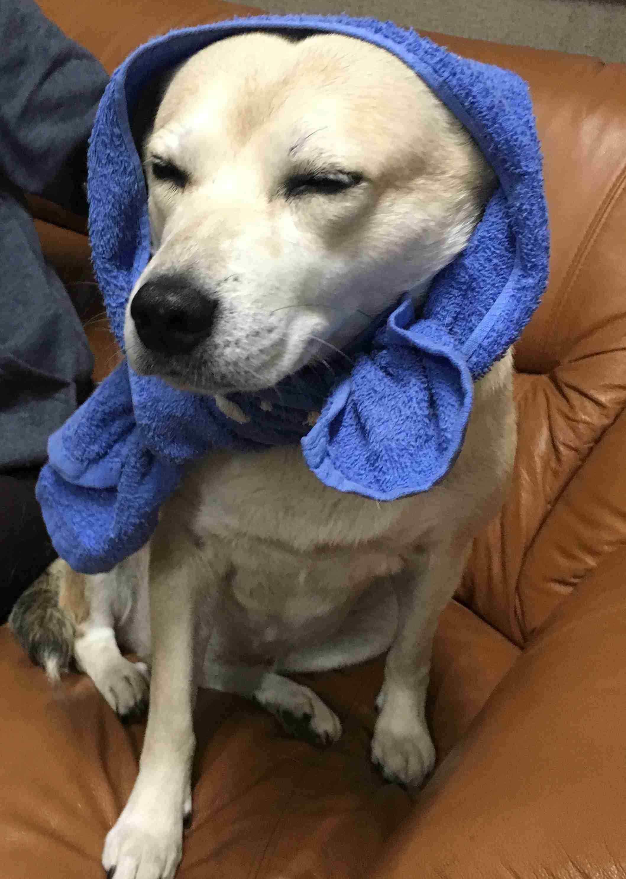 『画像』ミックス犬が見たい