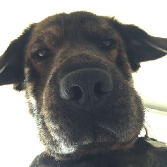 『画像』ミックス犬が見たい