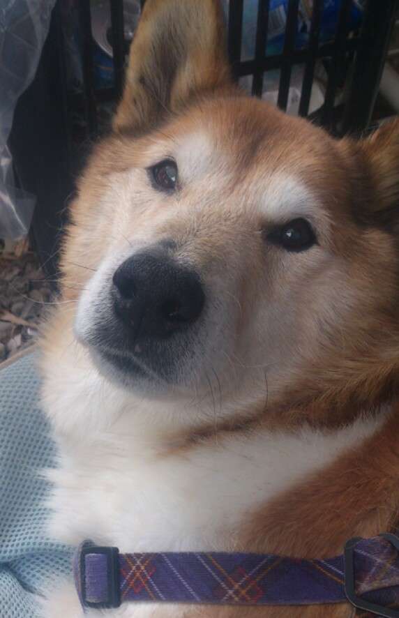 『画像』ミックス犬が見たい