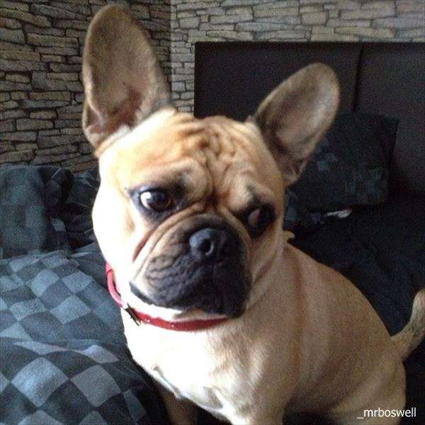『画像』ミックス犬が見たい