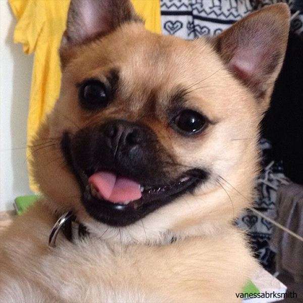 『画像』ミックス犬が見たい