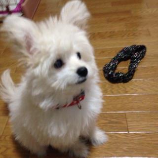 『画像』ミックス犬が見たい