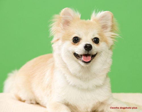 『画像』ミックス犬が見たい
