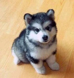 『画像』ミックス犬が見たい
