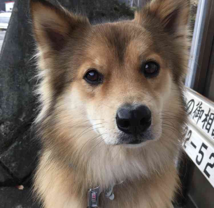 『画像』ミックス犬が見たい