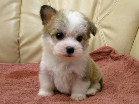 『画像』ミックス犬が見たい