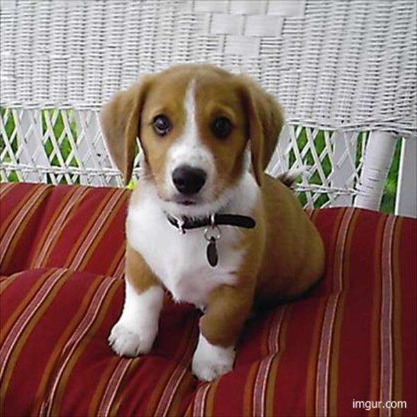 『画像』ミックス犬が見たい