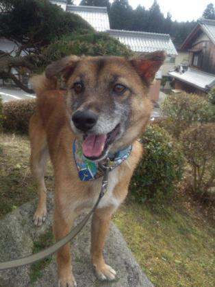 『画像』ミックス犬が見たい