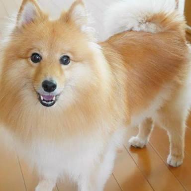 『画像』ミックス犬が見たい
