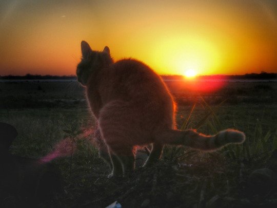 綺麗な夕焼けの画像を貼るトピ