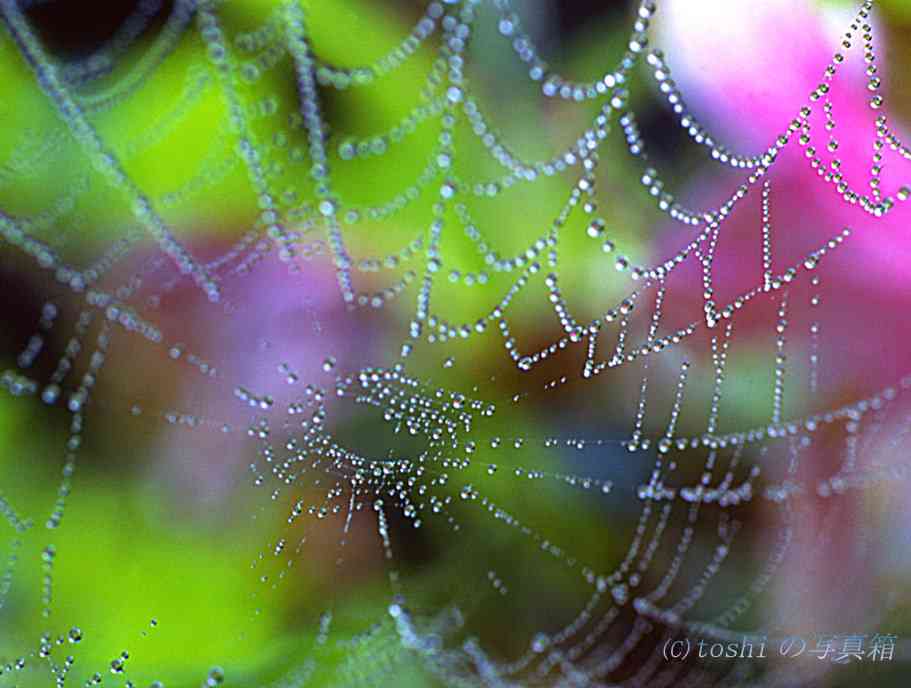 キラキラした物、キレイな物の画像