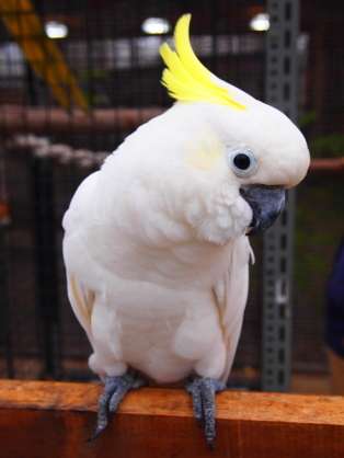 鳥が好きな方、集合ー！