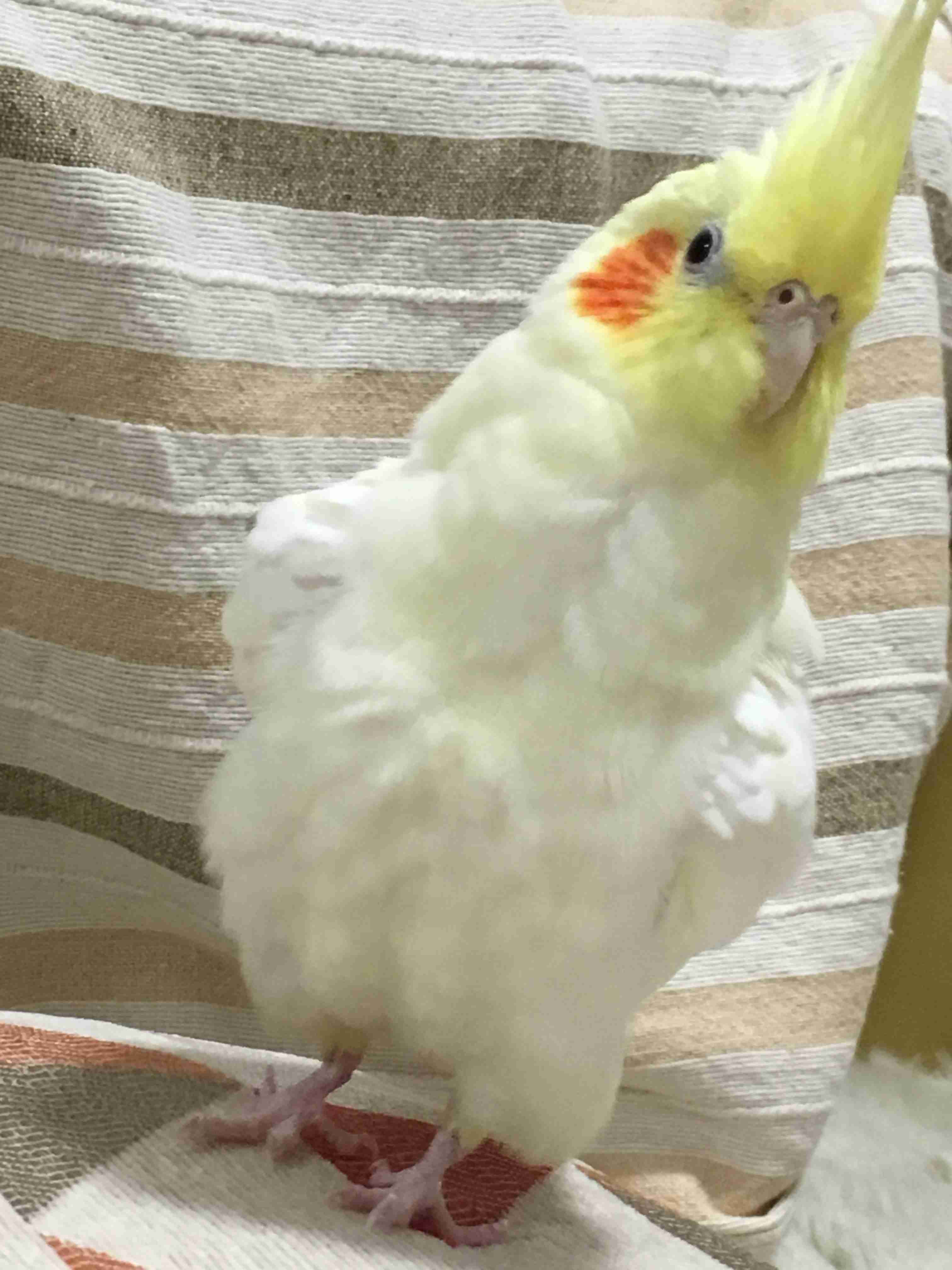 鳥が好きな方、集合ー！