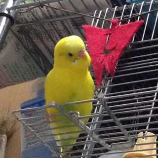 鳥が好きな方、集合ー！