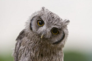 鳥が好きな方、集合ー！
