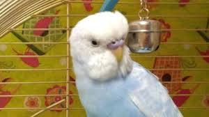 鳥が好きな方、集合ー！