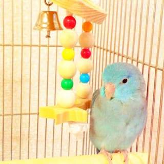 鳥が好きな方、集合ー！