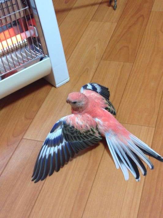 鳥が好きな方、集合ー！