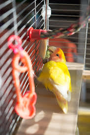 鳥が好きな方、集合ー！
