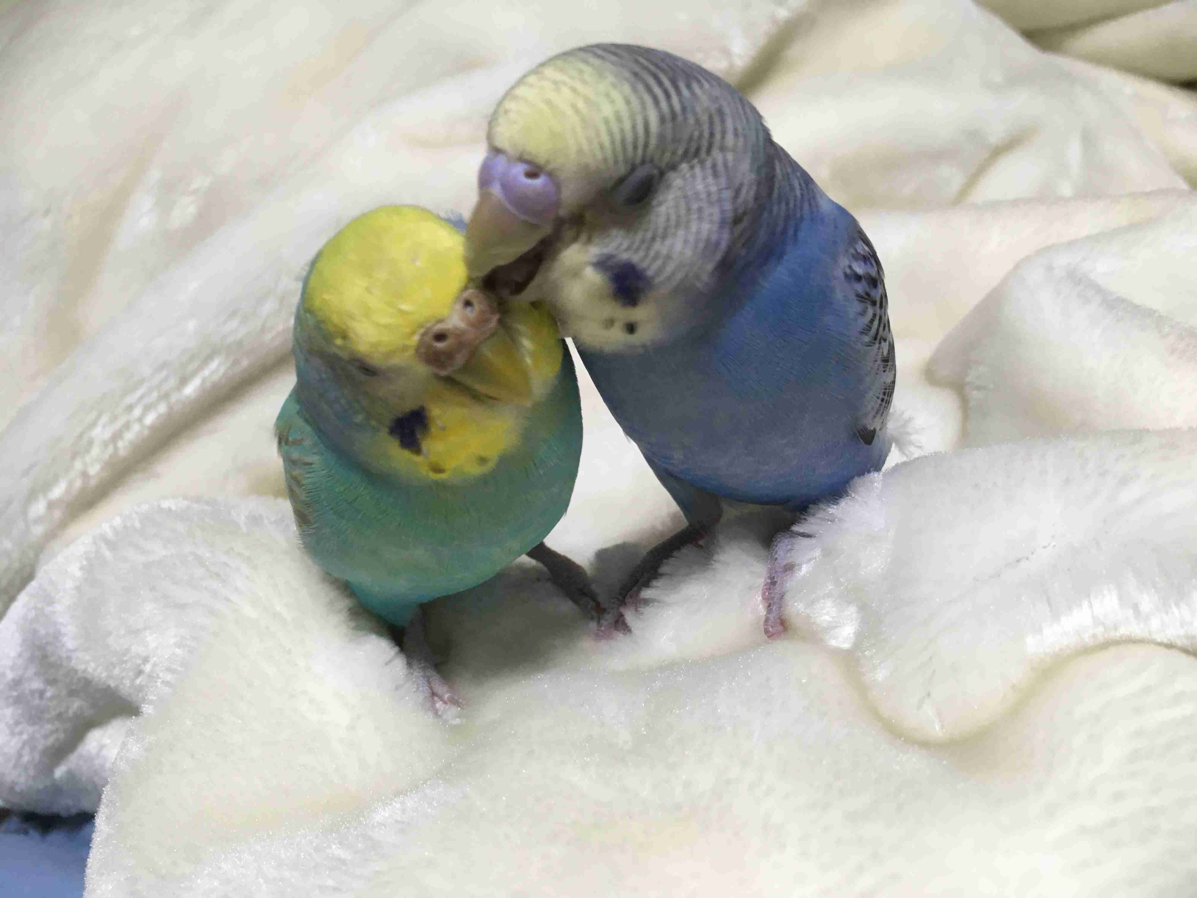 鳥が好きな方、集合ー！