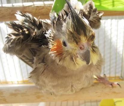 鳥が好きな方、集合ー！