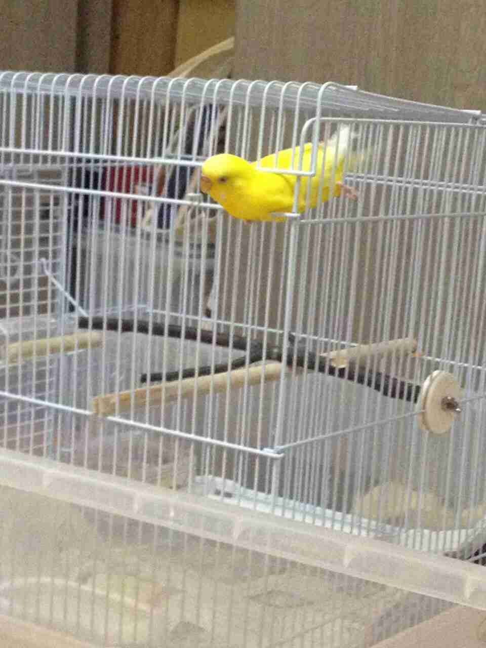 鳥が好きな方、集合ー！