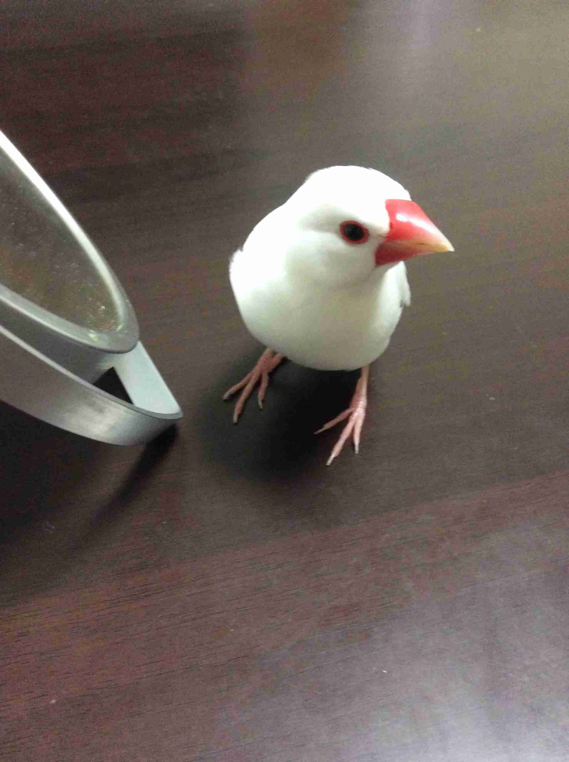 鳥が好きな方、集合ー！