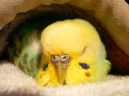 鳥が好きな方、集合ー！