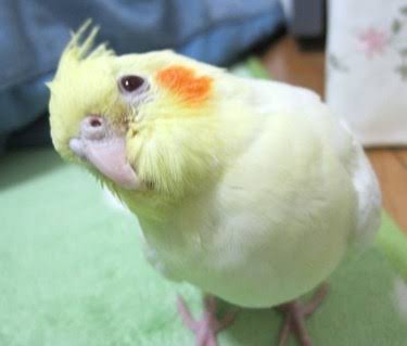 鳥が好きな方、集合ー！