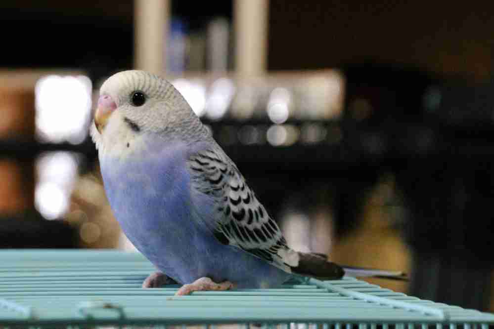鳥が好きな方、集合ー！