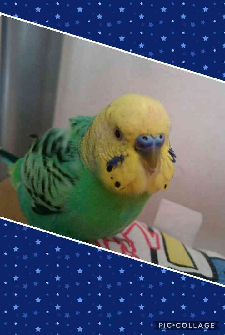鳥が好きな方、集合ー！