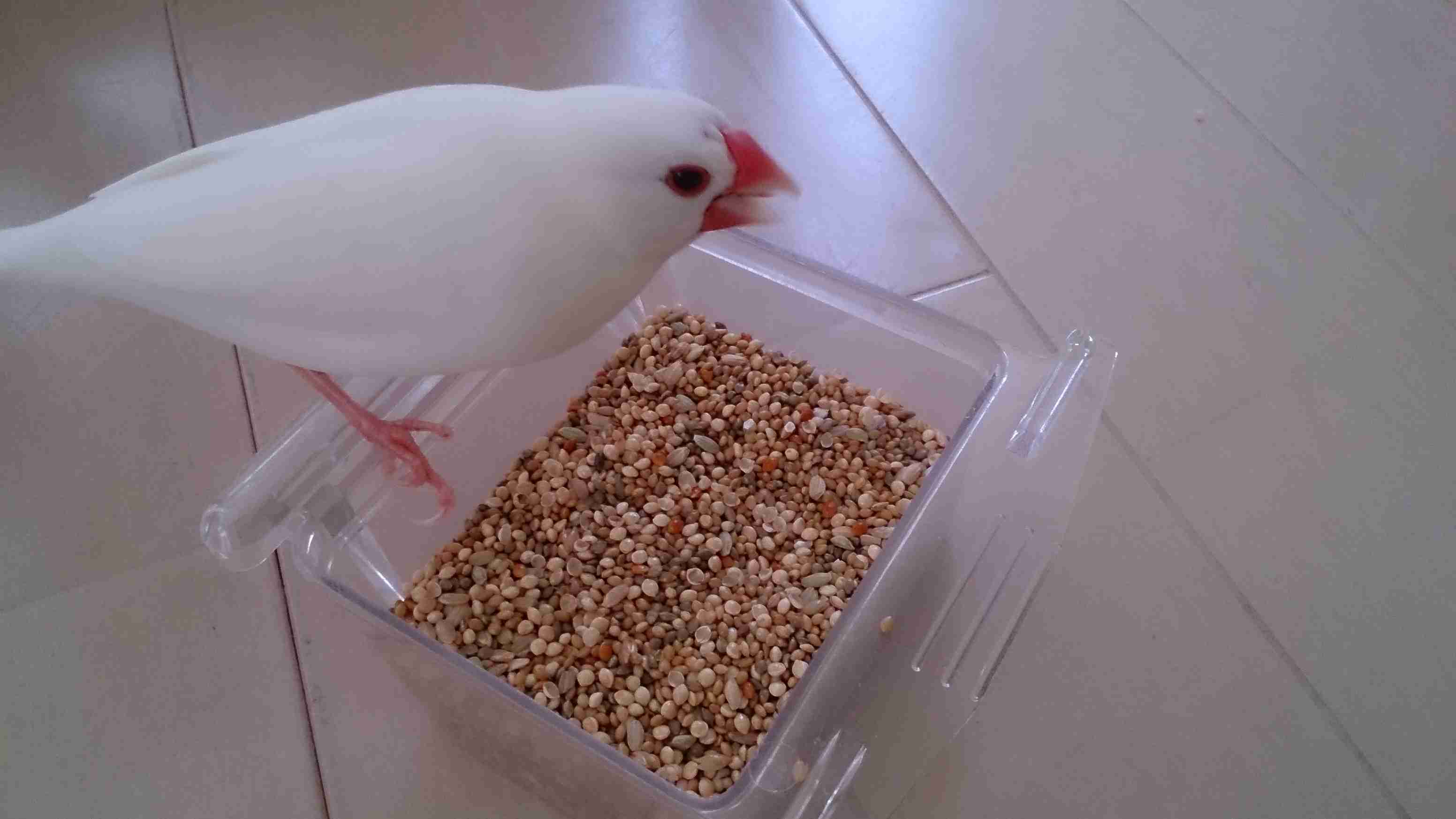 鳥が好きな方、集合ー！