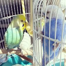 鳥が好きな方、集合ー！