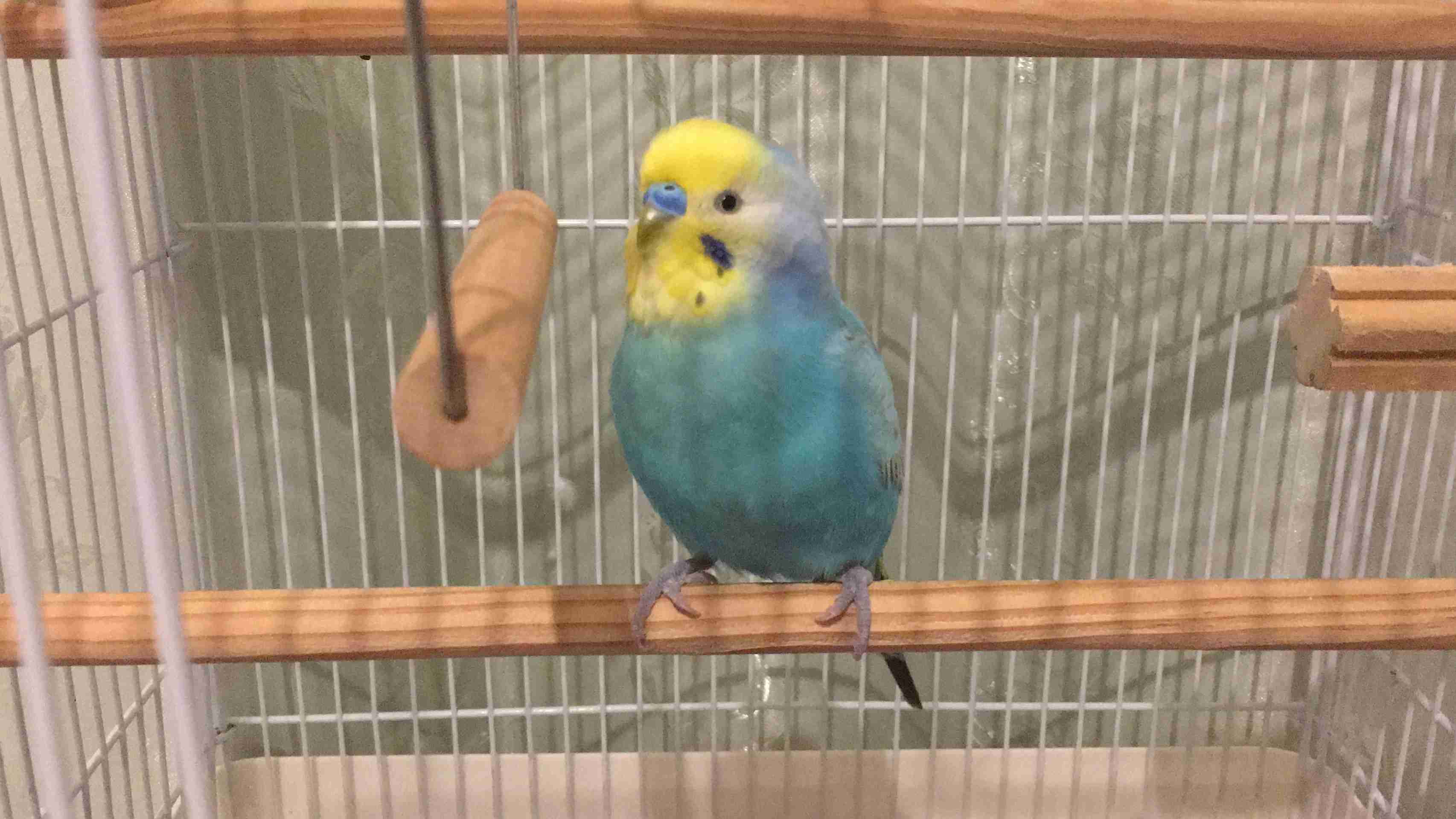 鳥が好きな方、集合ー！