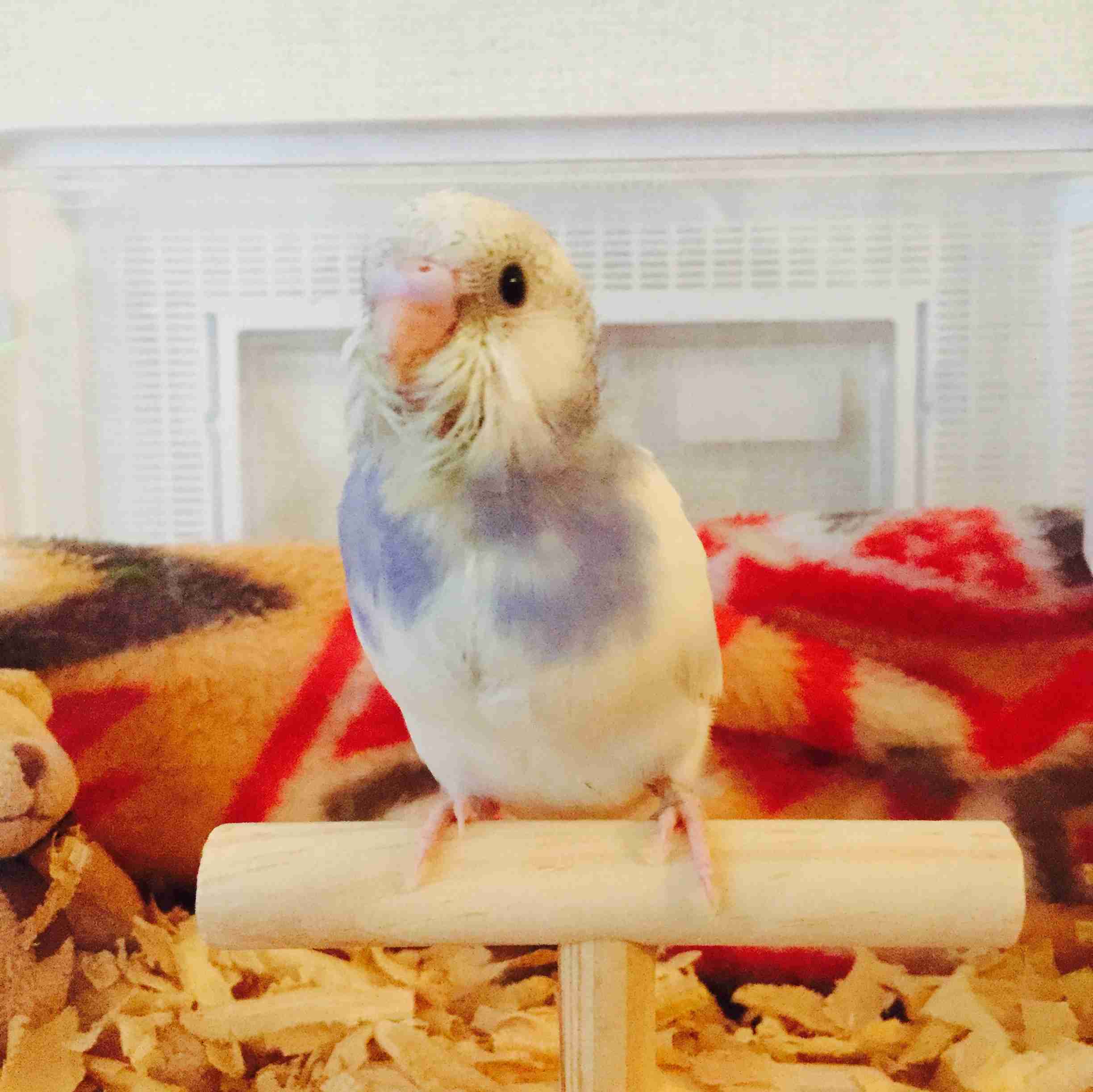 鳥が好きな方、集合ー！