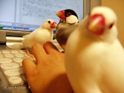 鳥が好きな方、集合ー！