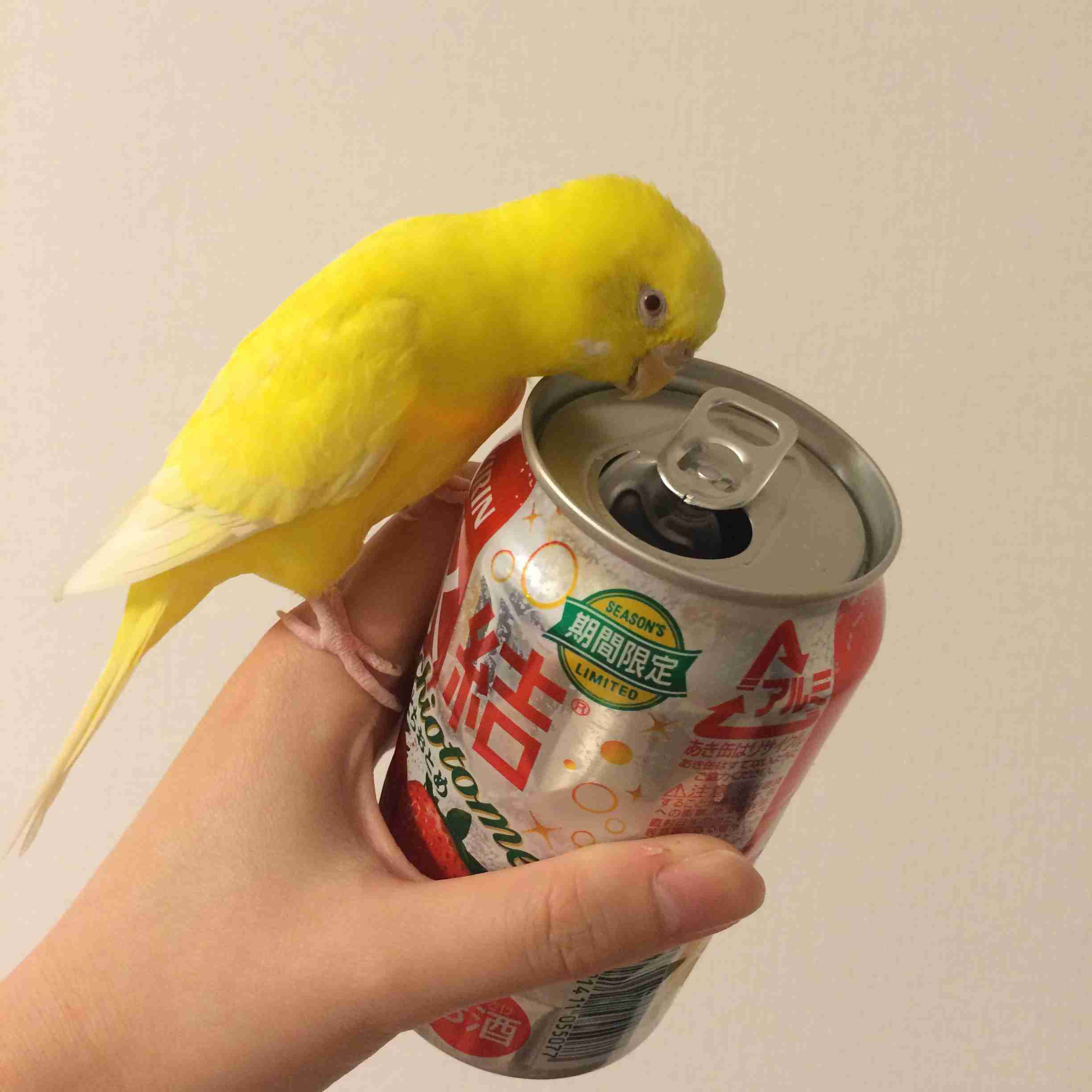 鳥が好きな方、集合ー！