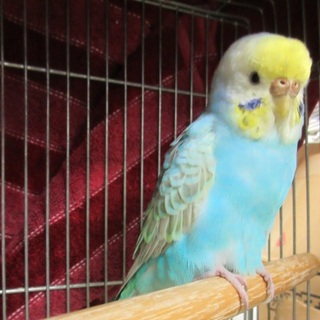鳥が好きな方、集合ー！