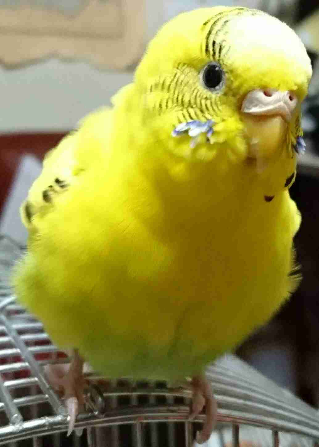 鳥が好きな方、集合ー！