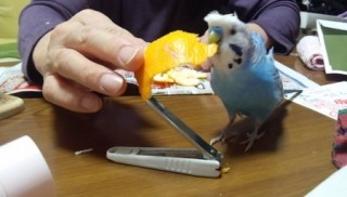 鳥が好きな方、集合ー！