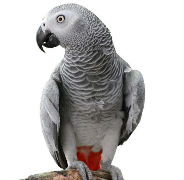 鳥が好きな方、集合ー！