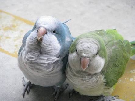 鳥が好きな方、集合ー！